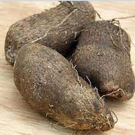 WATER YAM