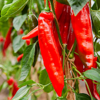 SWEET POINTED RED PEPPER